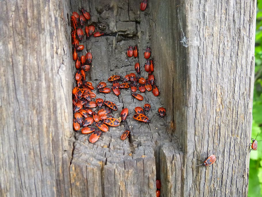 beetle, red, tree lair, nature, food, wood - Material, close-up HD wallpaper