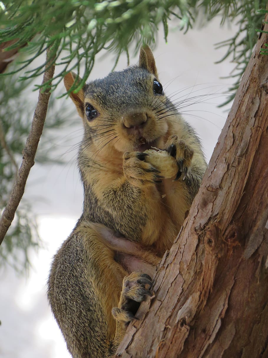Tree Squirrel, Peanut, Mammal, rodent, wildlife, eating, nature HD wallpaper