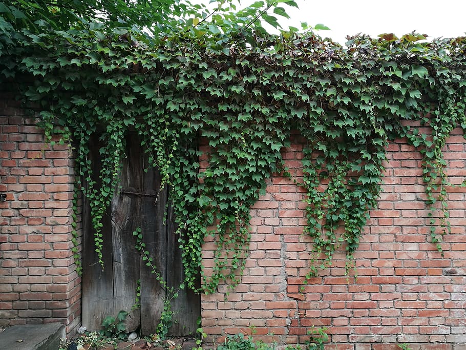 wall, vine, door, architecture, built structure, plant, brick wall HD wallpaper