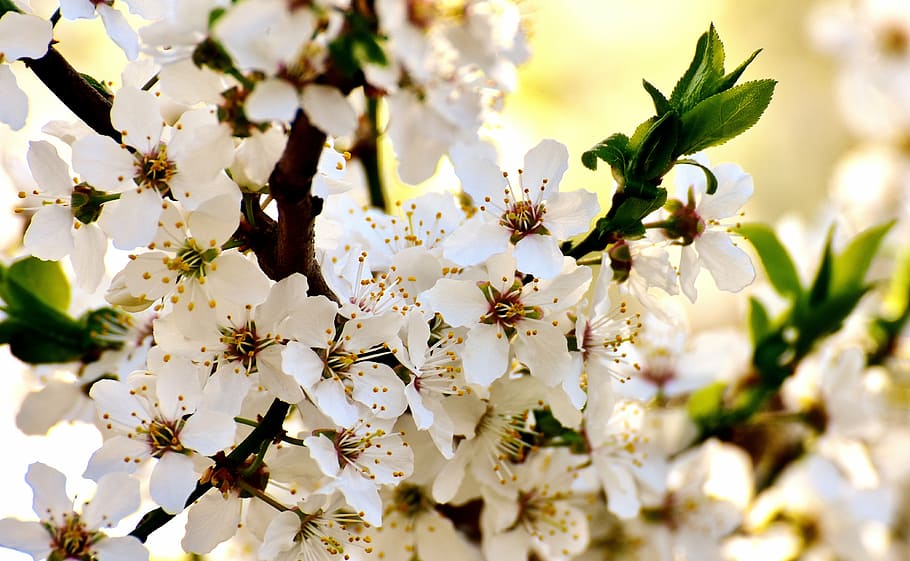 closeup photo of white cherry blossom, spring, bloom, nature HD wallpaper