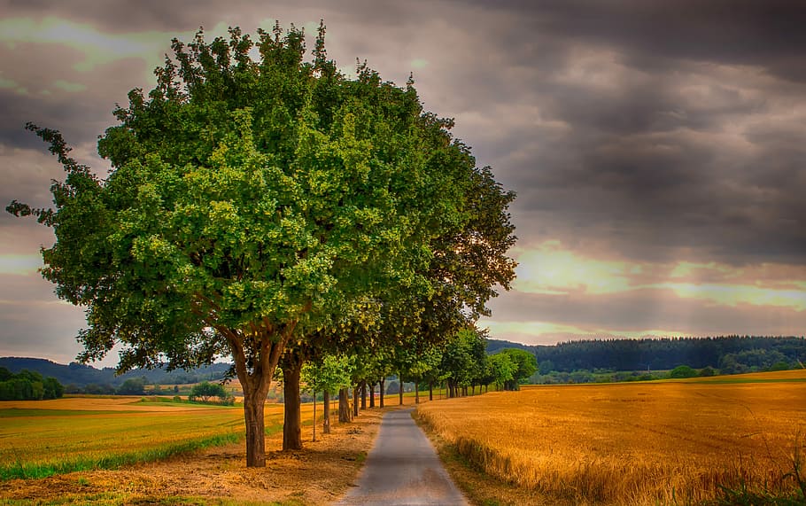 grey concrete road surrounded by trees, landscape, nature, cornfield HD wallpaper