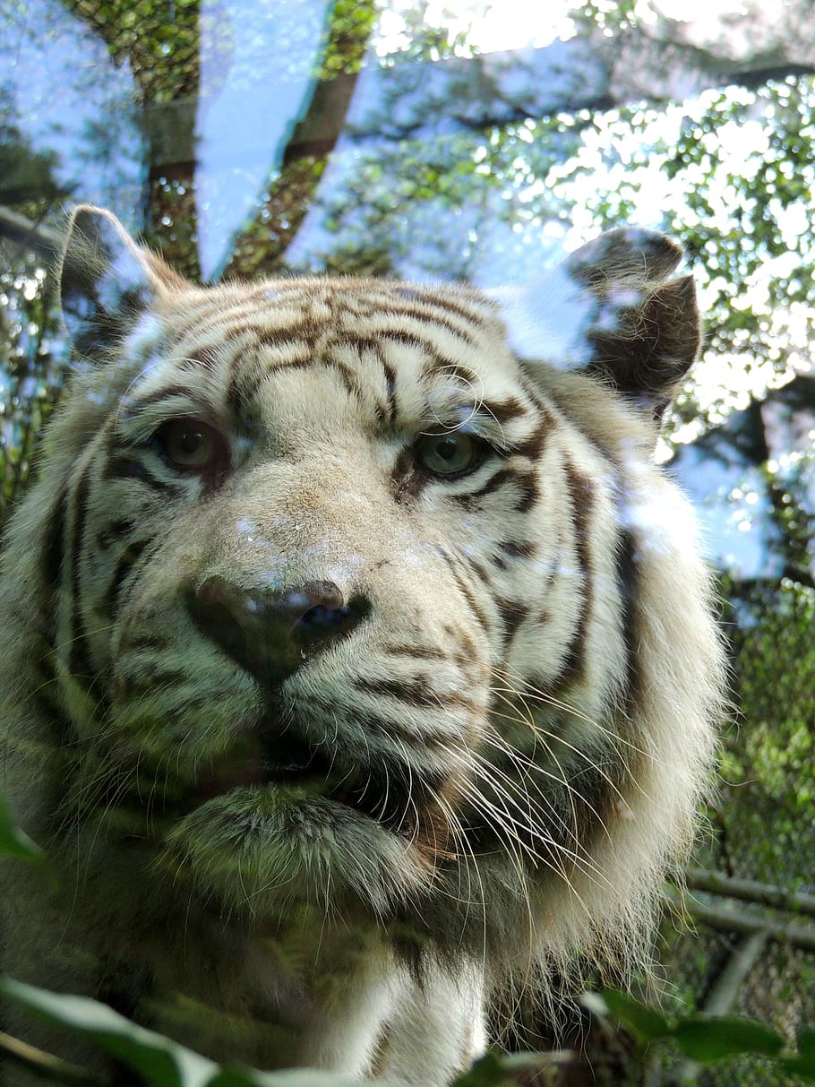 tiger, white tiger, zoo, predator, wild, reflection, animal themes HD wallpaper