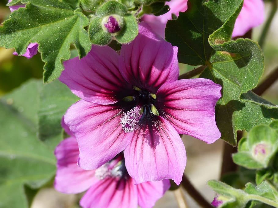 Purple, Flower, Bloom, Nature, summer, plant, blossom, bright HD wallpaper