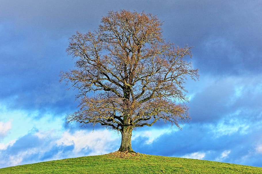 green tree in the middle of the field, nature, landscape, seasons HD wallpaper