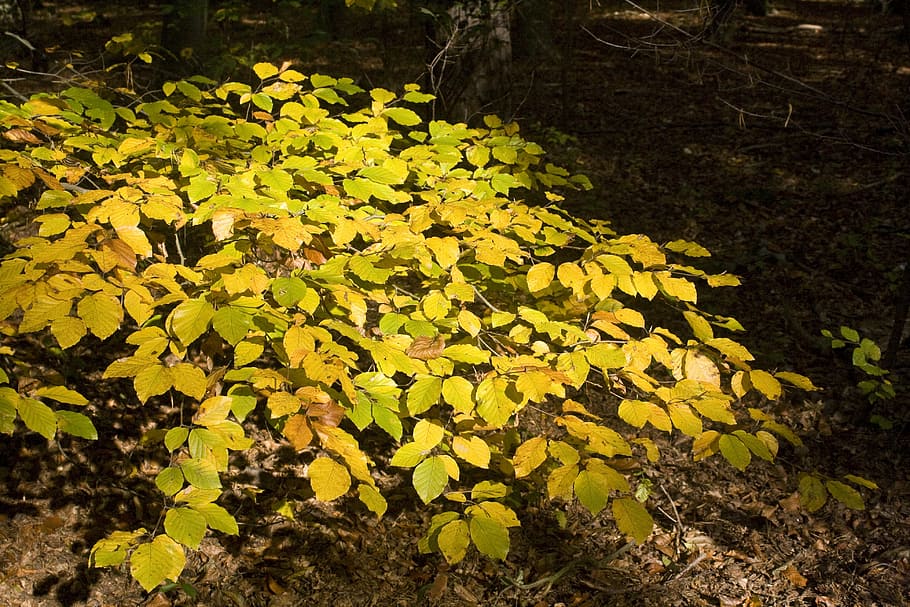 beech, beech leaves, forest, golden, october, autumn, bright HD wallpaper