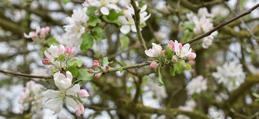 tree, flower, nature, branch, apple, spring, spring-flowering HD wallpaper