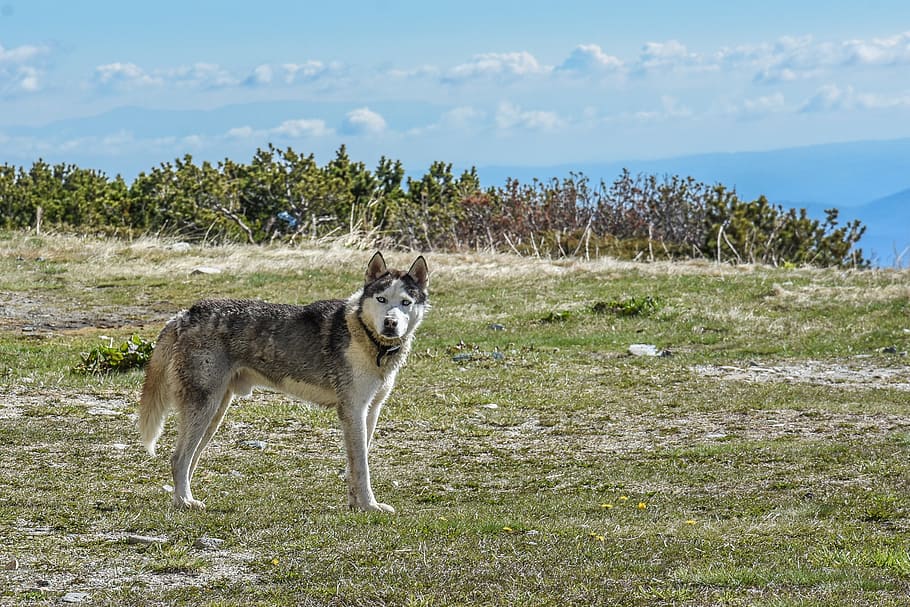 dog, huskey, husky, pet, animal, domestic, young, outdoor, park HD wallpaper