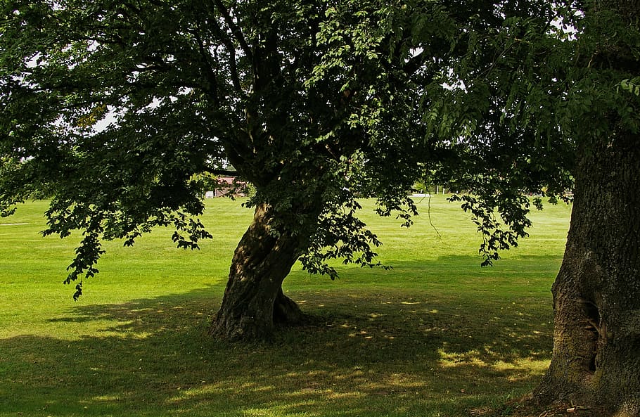 two green leafed trees during daytime, linden, shadow, light HD wallpaper