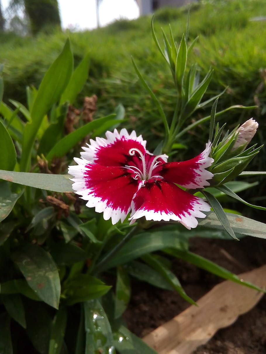 best, hd, blur, red, flower, grass, plant, flowering plant HD wallpaper
