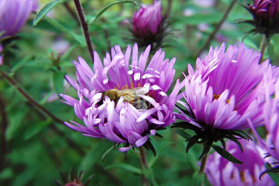 flowers, asters, violet, with wasp, nature, plant, purple, pink Color HD wallpaper