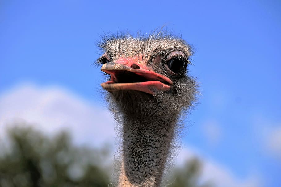 red and black ostrich head, the ostrich, grimace, view, stupid, HD wallpaper