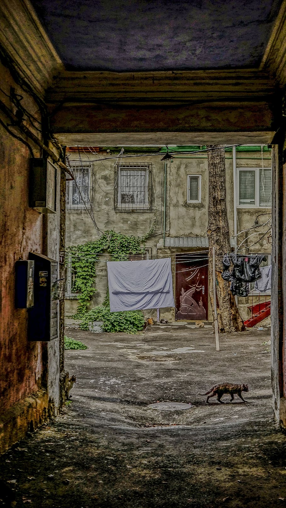 Odessa, Cat, Yard, Linen, Sheet, arch, door, architecture, built structure HD wallpaper