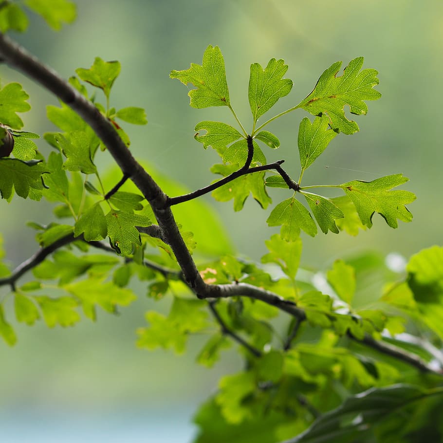 tree, green, nature, leaves, macro, branches, leaf, green tree HD wallpaper