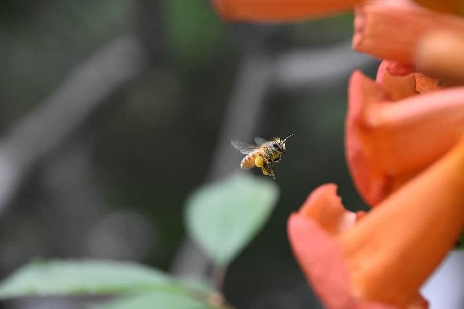 Bee, Fly, red flowers, insect, animal themes, animals in the wild HD wallpaper