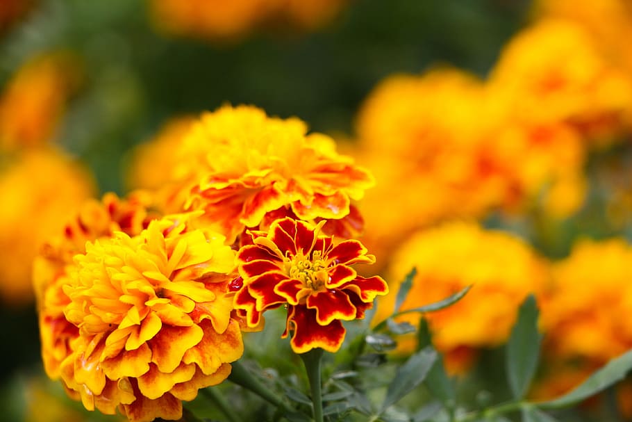 orange, flower, orange flower, flowering plant, fragility, beauty in nature HD wallpaper