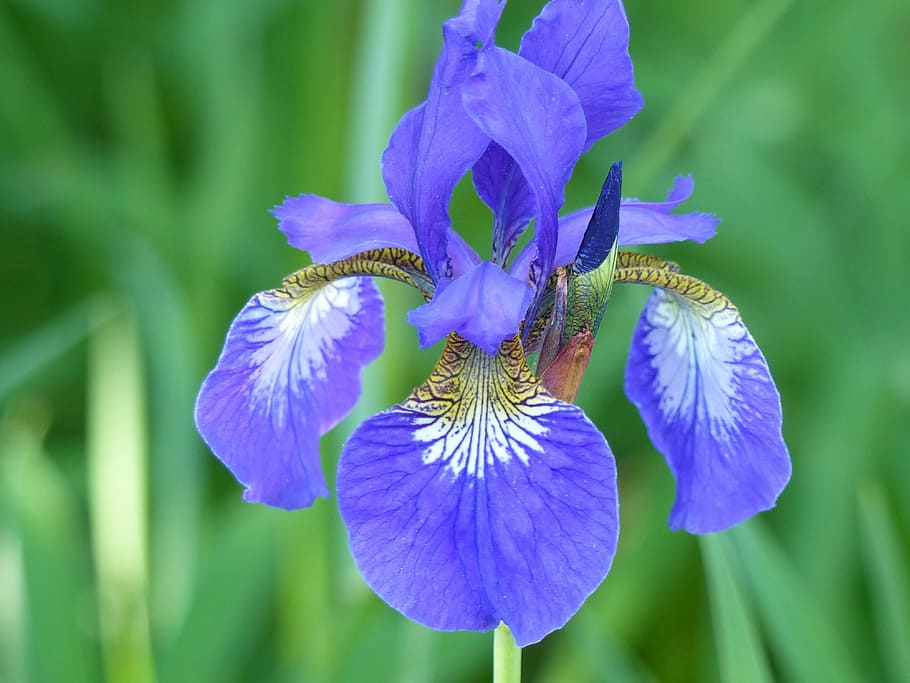 selective focus photography of purple iris flower, leaf, blue HD wallpaper