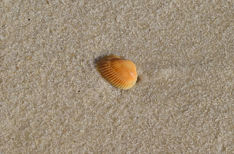 yellow shell in wet sand, beach, travel, gulf of mexico, panama city beach, HD wallpaper