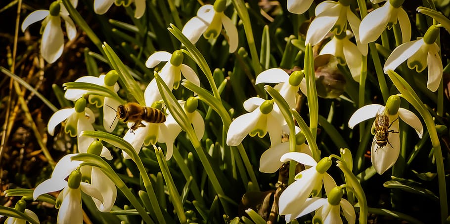 bees, snowdrop, spring, flower, insect, macro, bloom, floral HD wallpaper