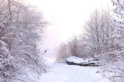 trees covered in snow, winter, ice, zing, frozen, frost, landscape HD wallpaper