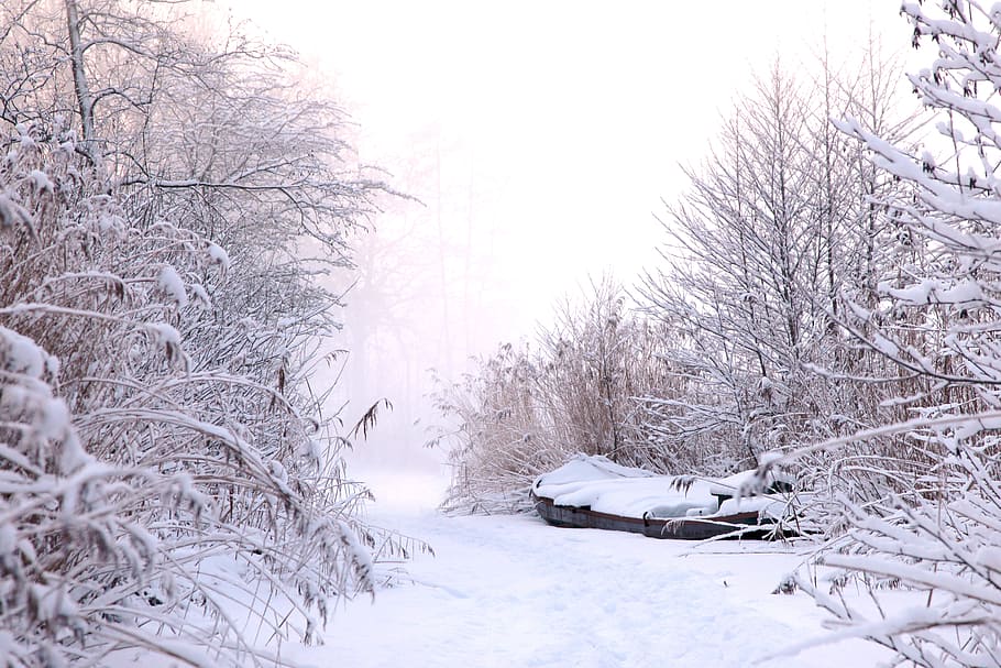 trees covered in snow, winter, ice, zing, frozen, frost, landscape HD wallpaper
