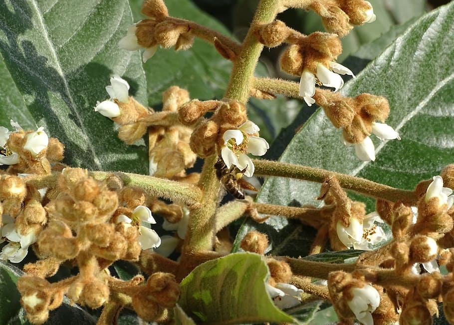 bee, tree, flower, nature, fruit tree, eriobotrya, plant, no people HD wallpaper