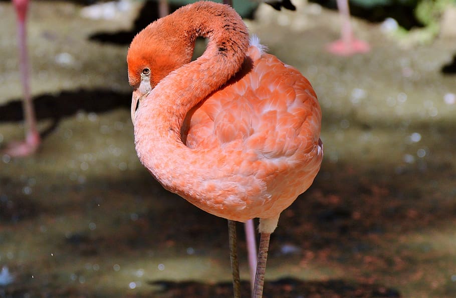 flamingo, bird, pink, bill, plumage, feather, birds, animal HD wallpaper
