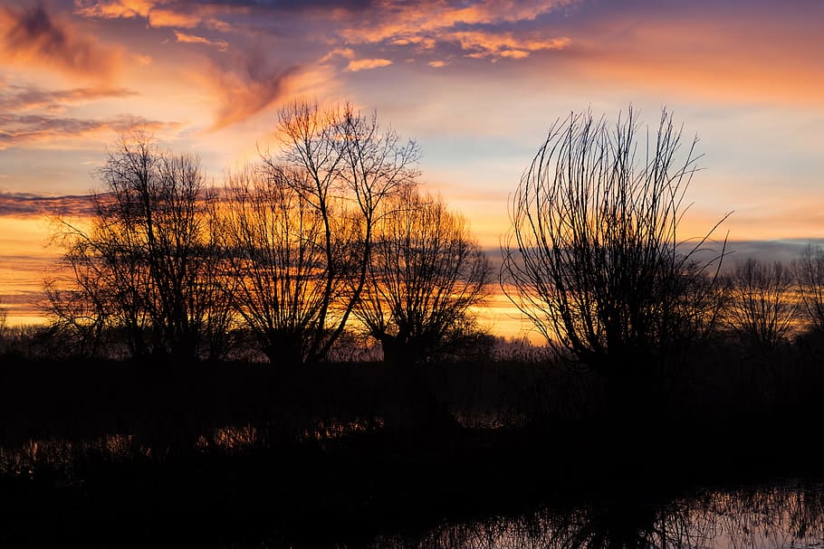 silhouette, trees, twilight, back light, sunrise, skies, shadow HD wallpaper