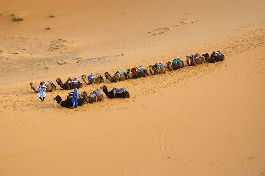 camels walking on dessert, camel sitting in line on desert, caravan, HD wallpaper