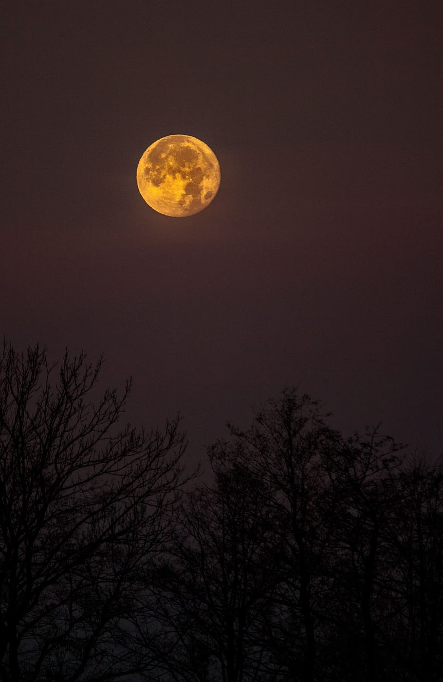 dark, night, sky, moon, nature, tree, full moon, plant, scenics - nature HD wallpaper