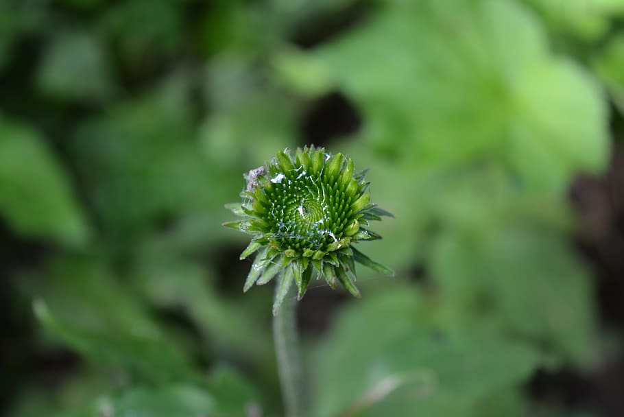 bud, moist, wet, drip, nature, green, sticky, plant, growth HD wallpaper