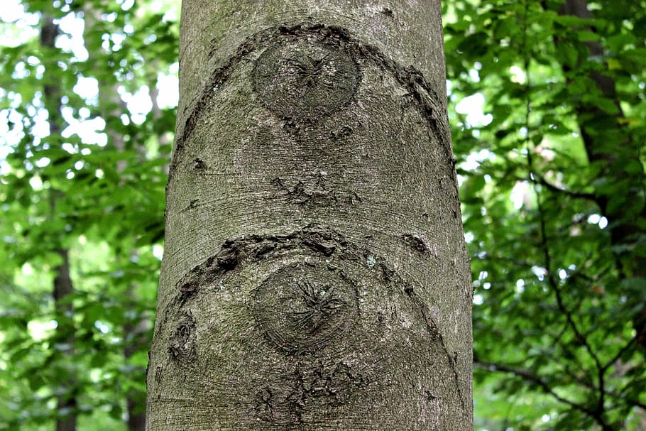 Eyes, Bark, Knots, Beech, Tree, tree eyes, deciduous tree, forest HD wallpaper