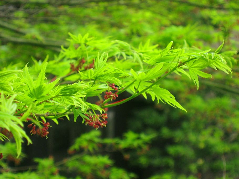 green, leaf, branch, hotel, garden, city, tokyo, takanawa, spring HD wallpaper
