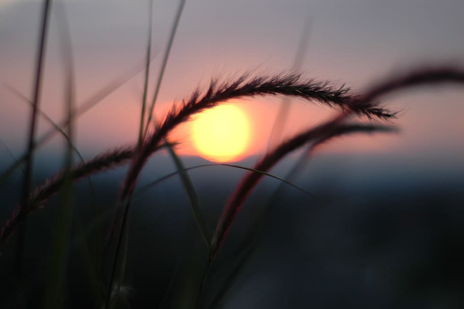 sunset, grass, nature, outdoor, horizon, sky, beauty in nature HD wallpaper