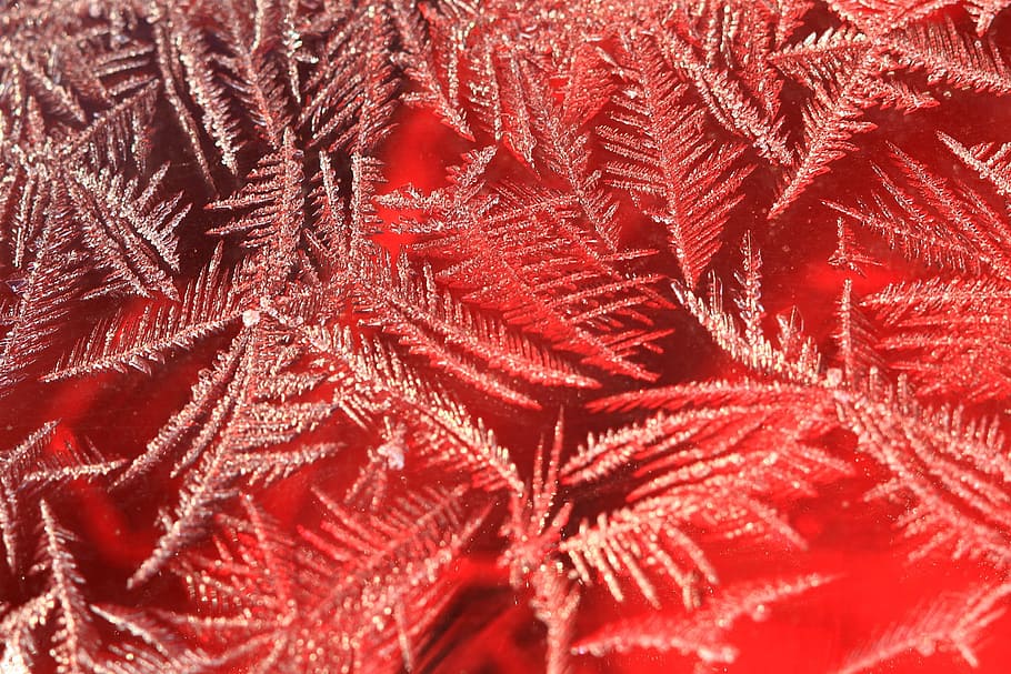 frost, ice, gel, winter, cold, nature, water, snow, form, reflections HD wallpaper