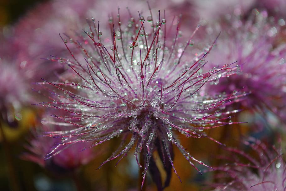 HD wallpaper: purple flower, Drip, Raindrop, Water, nature, wet, macro ...