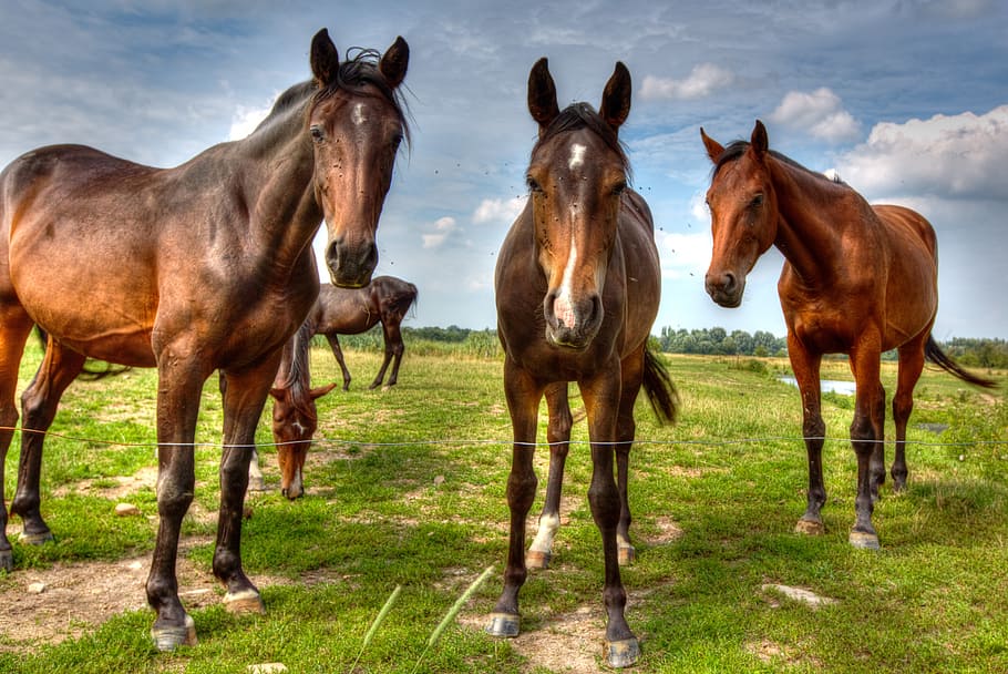 photography of horses, coupling, bremen, pasture, nature, animals HD wallpaper