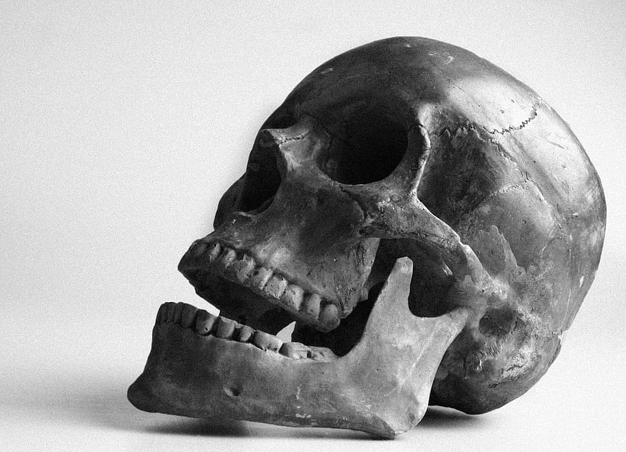 closeup photo of gray human skull, color, teeth, studio shot HD wallpaper