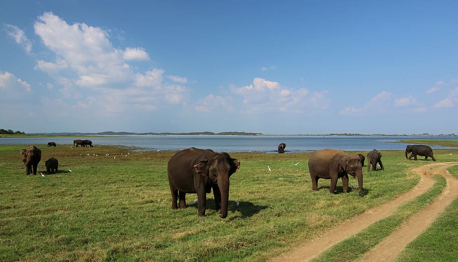 Sri Lanka, Elephant, Baby, baby elephant, animal, national park, HD wallpaper