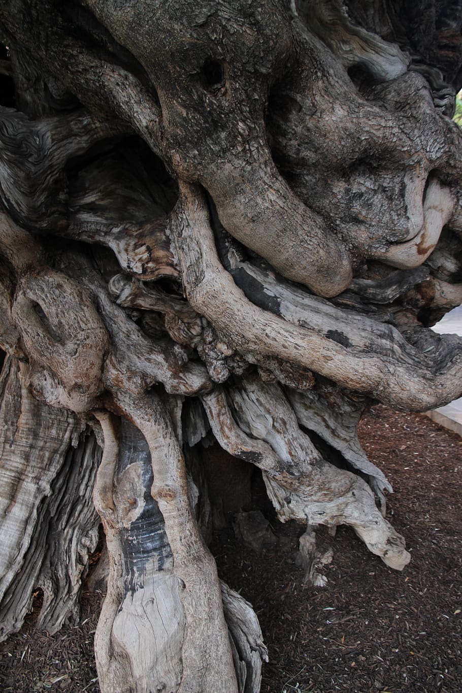 olive, texture, wood, tree trunk, plant, no people, textured HD wallpaper