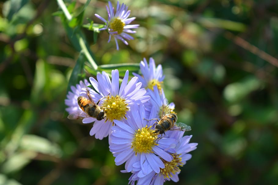 flower, violet, daisy, bee, pollination, spring, nature, flowering plant HD wallpaper