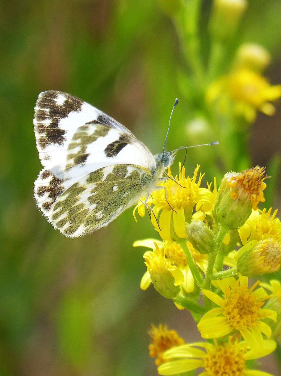 butterfly, flower, libar, euchloe crameri, bath white speckled HD wallpaper