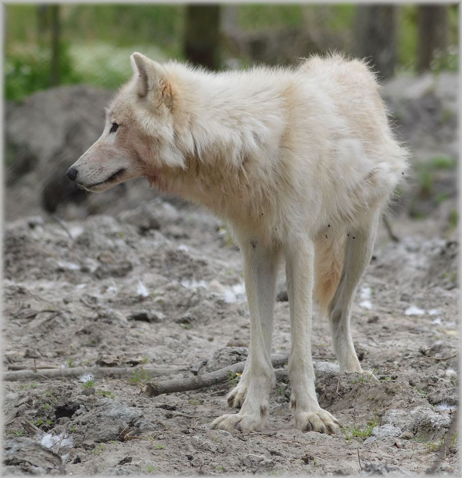 depth of field photography of white fox, wolf, predator, european wolf, HD wallpaper