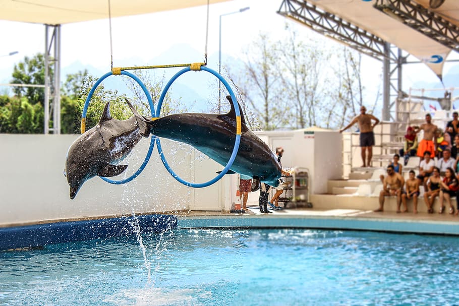 dolphin, dolphins, show, jump, swimming pool, water, hoop, picture HD wallpaper