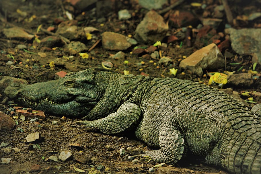 alligator mississipiensis, reptile, zoo, reptilia, animal, wild, HD wallpaper