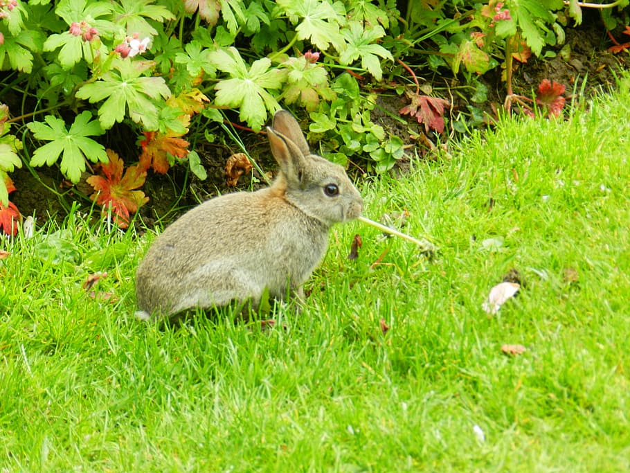 rabbit, baby rabbit, bunny, easter, fluffy, mammals, spring HD wallpaper