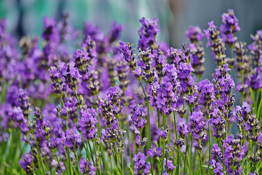 selective focus photography of lavender, flower, field, lavender field