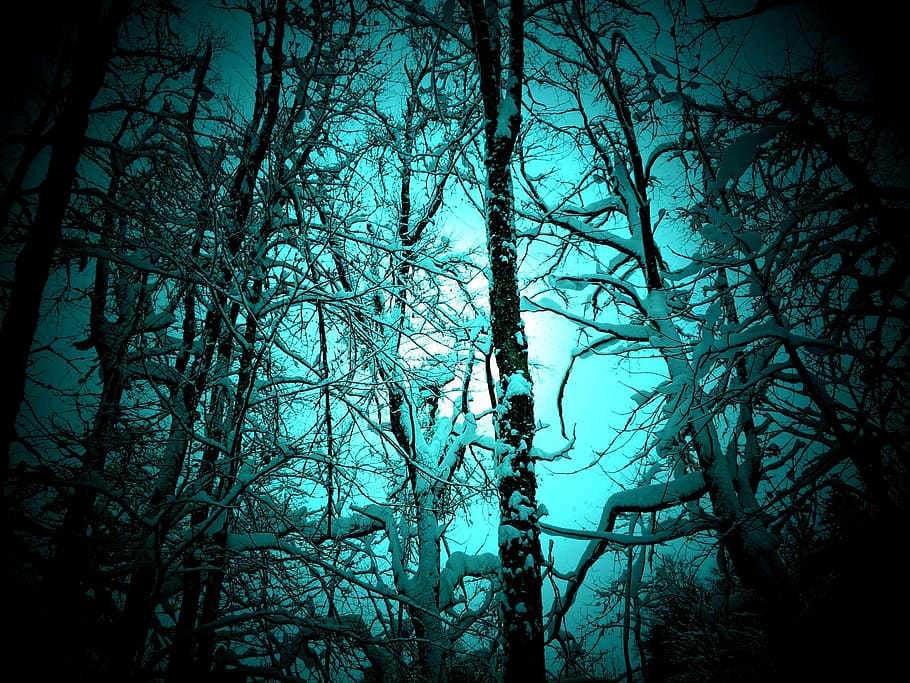 Trees, Snow, Sky, forest, woodland, nature, no people, winter HD wallpaper