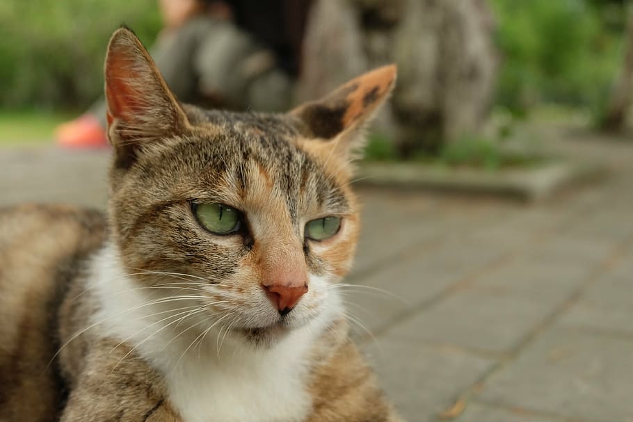 cat, high cold, scorn, pets, animal, domestic, outdoor, mammal HD wallpaper