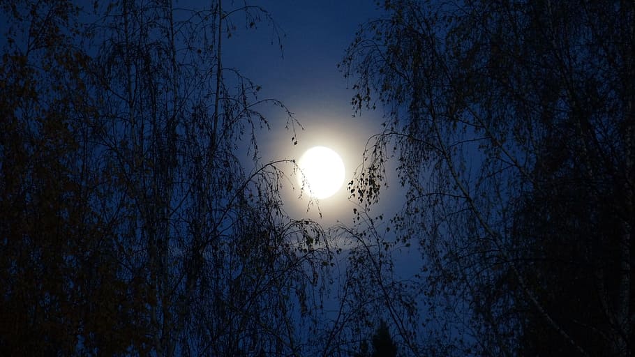 silhouette photo of trees during night time, moon, moonlight HD wallpaper
