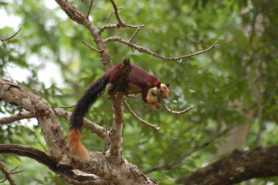 indian joint squirrel, western ghat squirrel, wildlife, animal, HD wallpaper